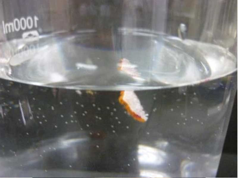 試驗片開始沉降