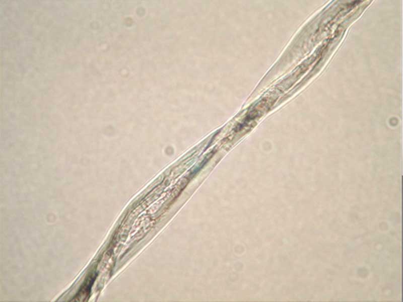 繊維側(cè)面の観察(綿)